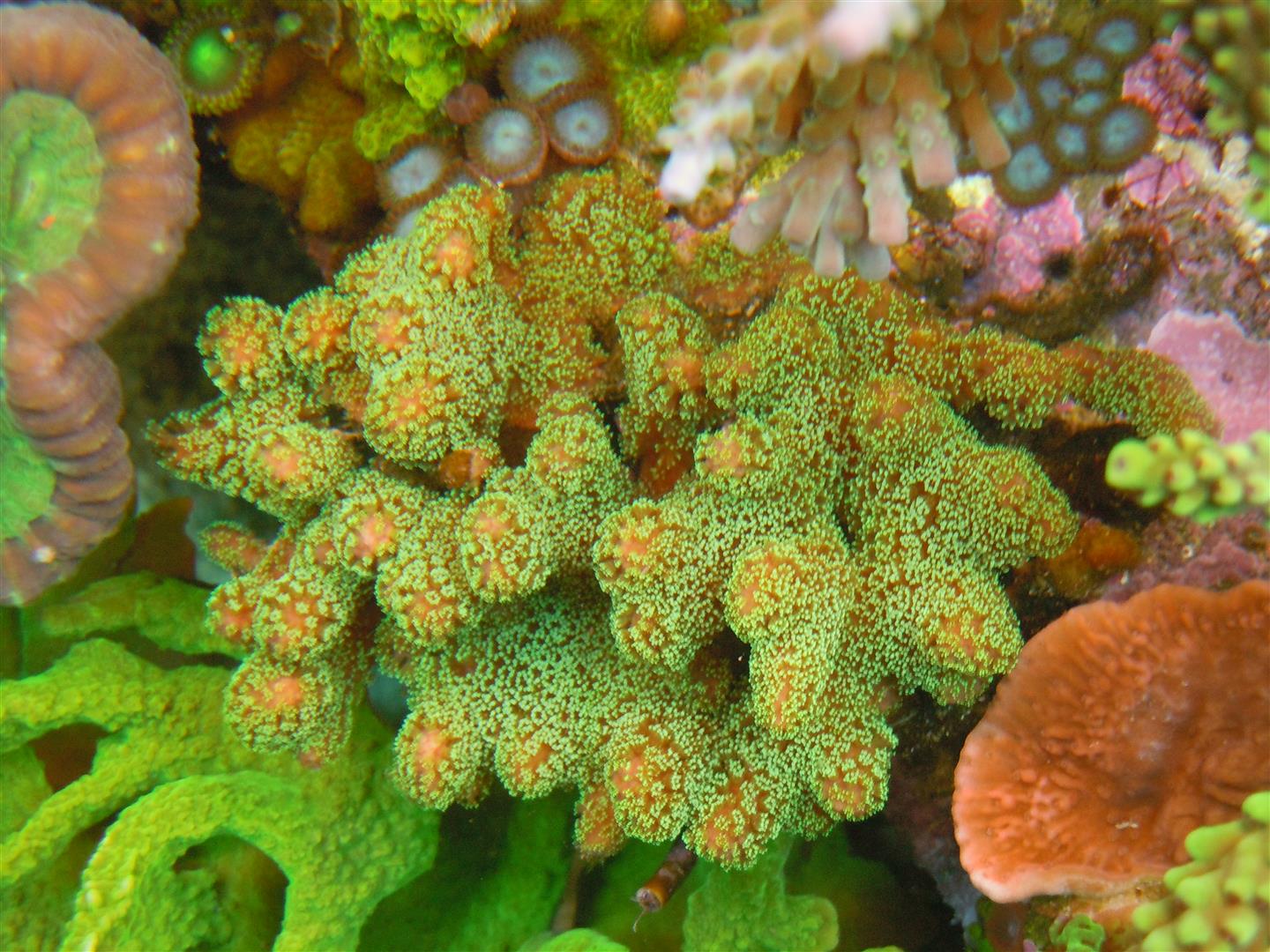 corals 6