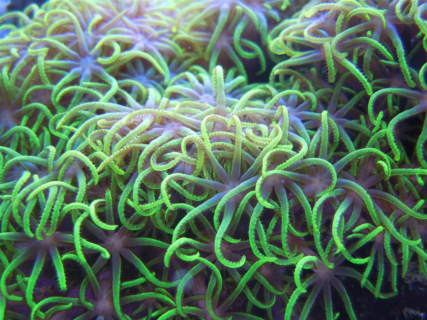 corals 7