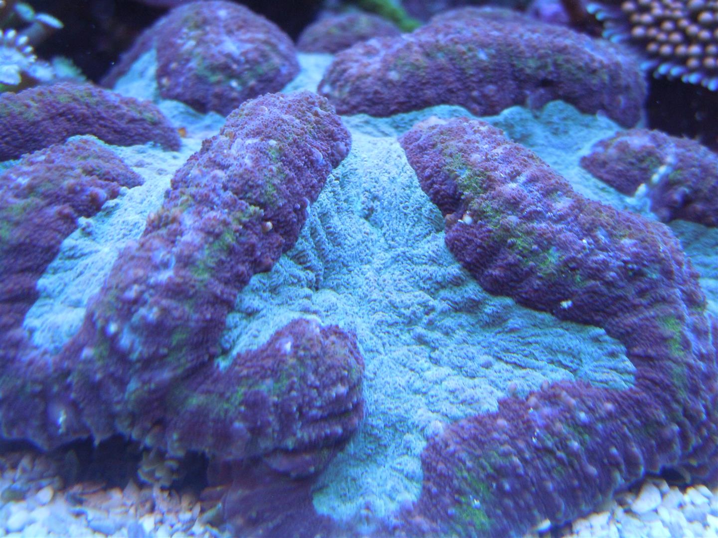 corals 9