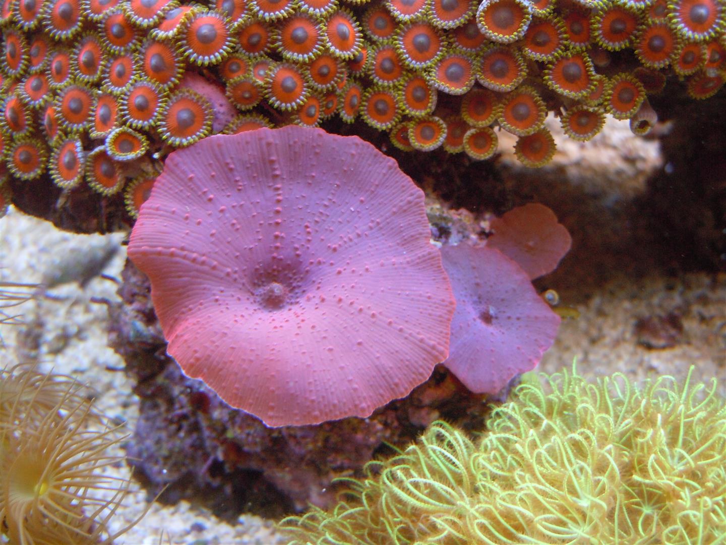 corals 10