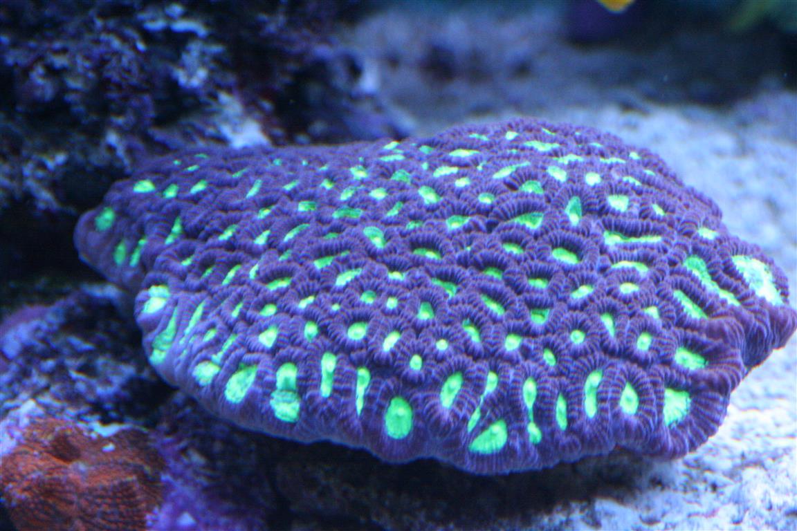 corals 10