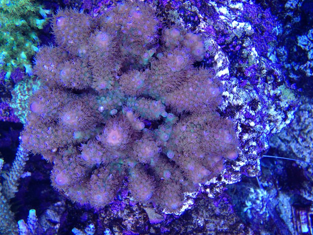 corals