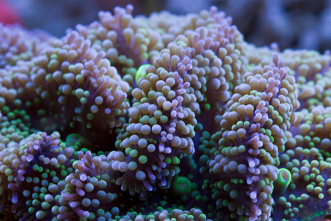 corals 9