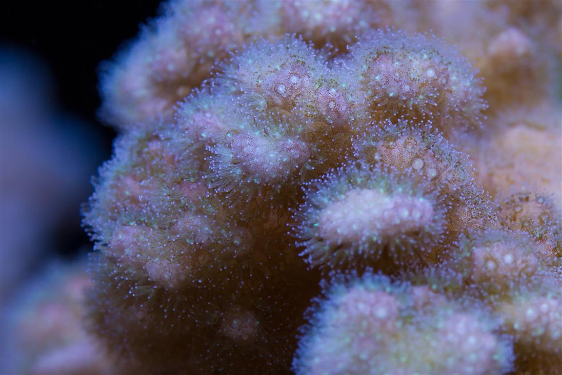 corals 3