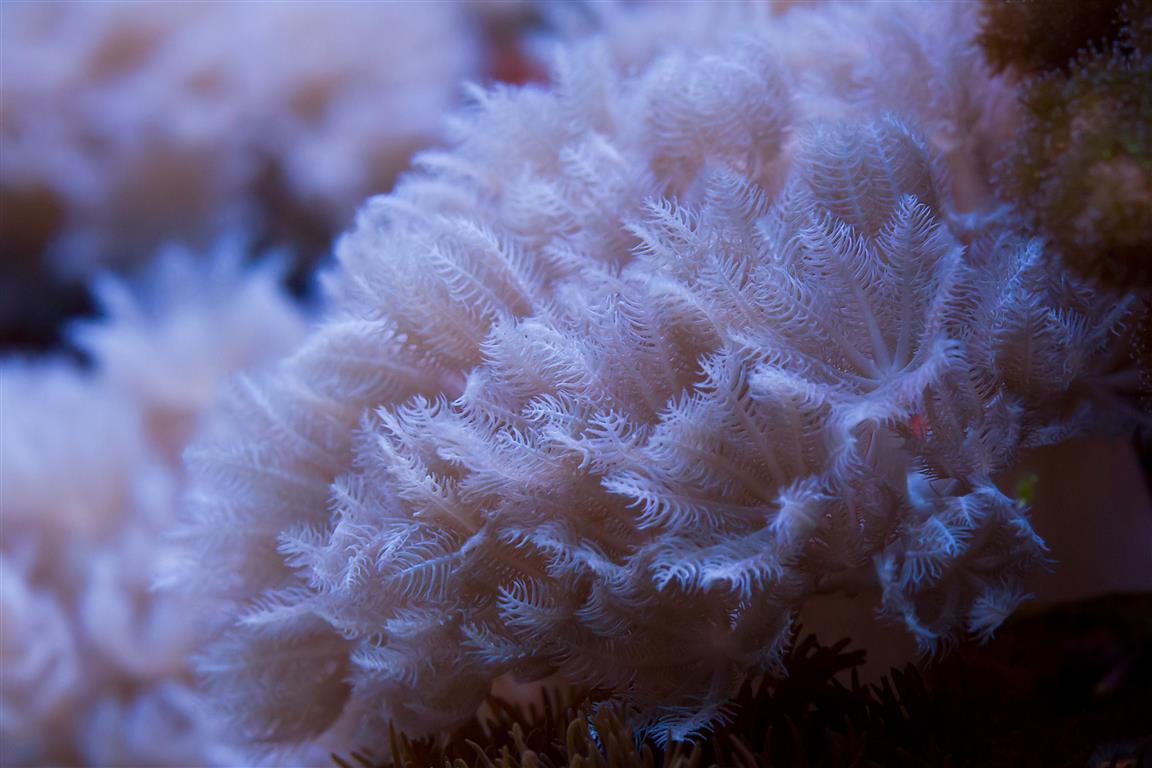 corals 4