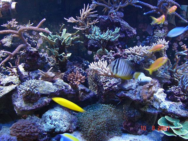 D2 Random August07 2