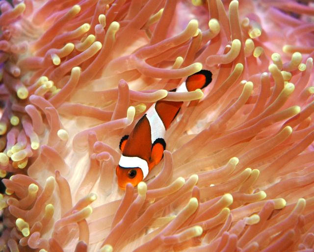 Clown in anemone