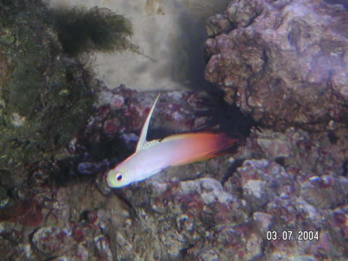 Fire goby