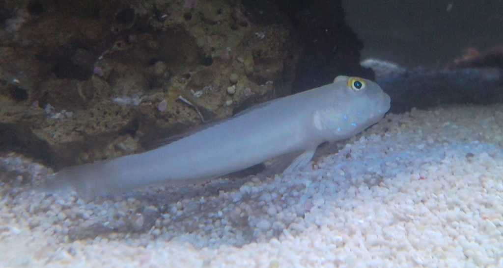White Sleeper Goby
