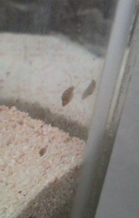 Sentari's Tank Setup 2