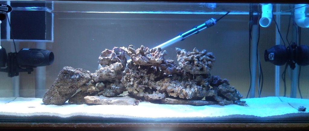 Sentari's Tank Setup