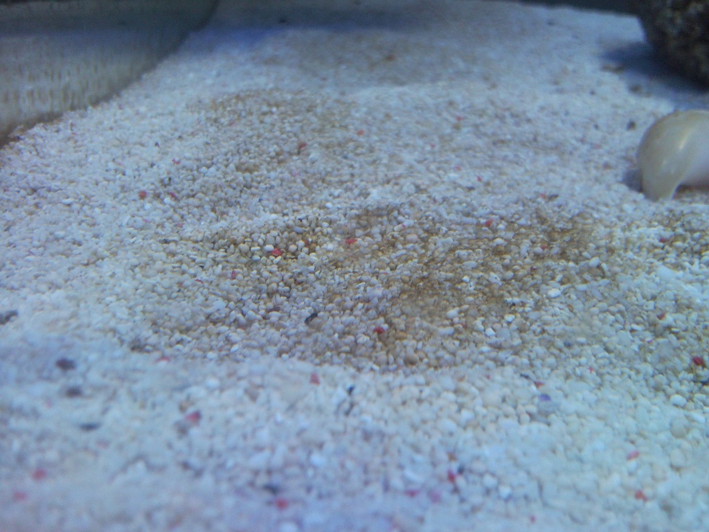 Sentari's Tank Setup