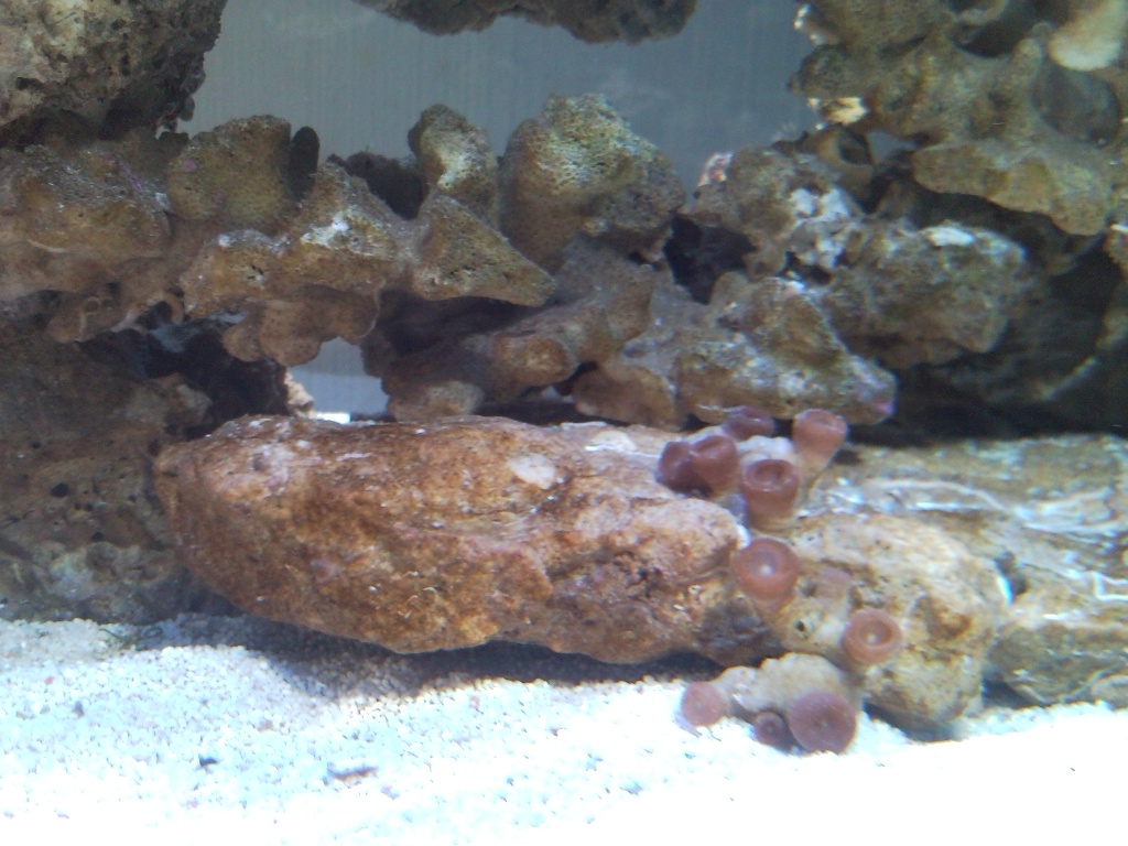 Sentari's Tank Setup 3