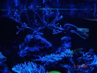 Dragon Reef Dec07 4