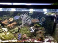 JacquesB - new-look aquarium pics - NEW UDPATES