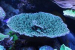corals 6