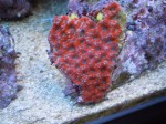 corals 10