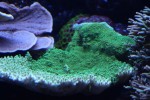 corals 4