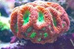 Corals 6